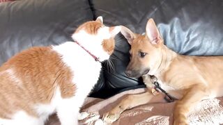 Cat welcomes new puppy.. LOL.