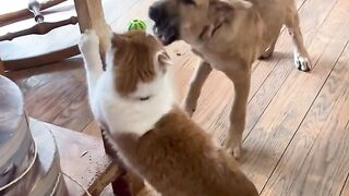 Cat trains new puppy..
