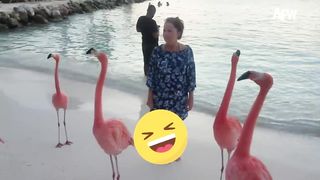 Random Funny Videos |Try Not To Laugh Compilation | Cute People And Animals Doing Funny Things #17