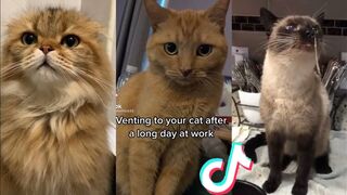 BEST CAT TIKTOKS.