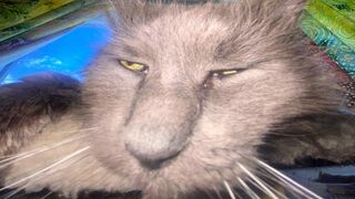 Cat Memes That Make You Cry Laughing ????