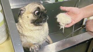 Funniest Animal Videos 2023 ???? - Best Funny Cats & Dogs Videos ????
