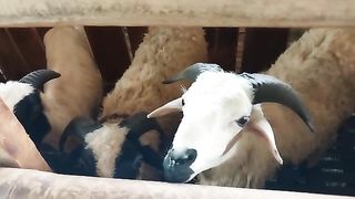 Animals for Eid al-Adha sacrifice