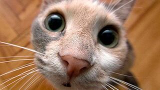 funny-cute-cat "Furry Friends: A Video Celebration of Cats and Their Quirks"