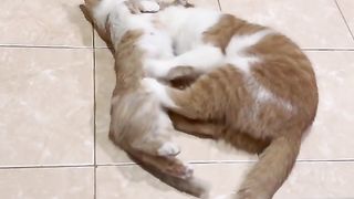 Cats can be romantic too