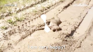 Try Not to Laugh CHALLENGE _ 30 Minutes of Funny Dogs.