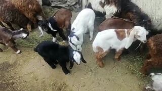 Mountain Animal