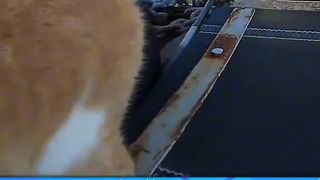 Cat lovers 4