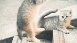 The cat graduated from Konoha village ????????