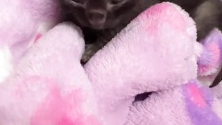 Kitten sweet
