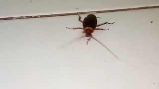 cockroach dance