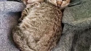 Cute cats