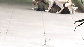 Cat couple