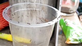 Group of ants