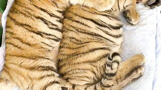 Tiger baby 2