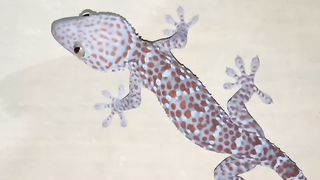 Big gecko on the wall