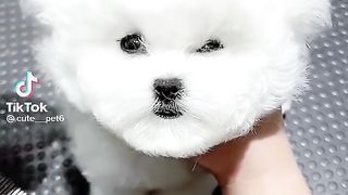 Mencukur bulu anjing