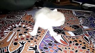 funy cat 2
