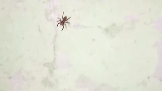 Spider in action
