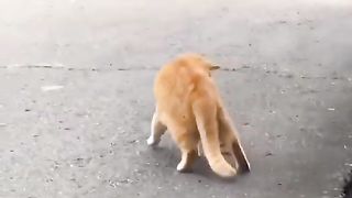 The behavior of a very brave orange cat