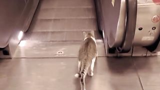 Smart Cat 3