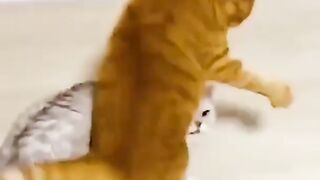 Funny cat behavior makes you laugh