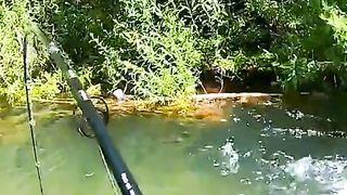 Giant fish 2