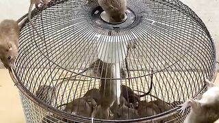mouse trap