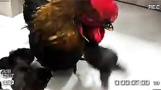 Cat to convert hen mother