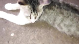 Domestic Cat