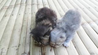 Cute kitten walking two weeks after birth