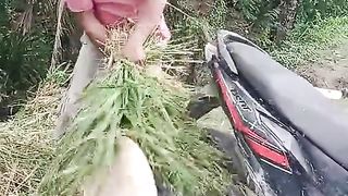 harvest tool