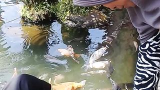 the beutiful fish rainbow