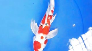 KOI fish