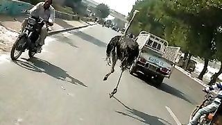 SHUTAR MORGH ON KARACHI KAY ROAD PAR.