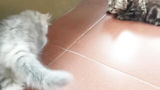 Two cute, chubby kittens are playing with insects.