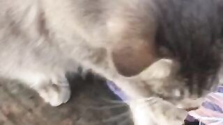 so cute cat 2