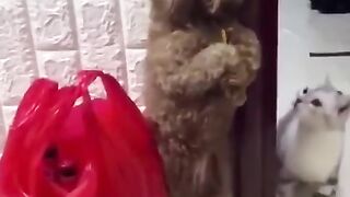 cat tabokin dog until scared