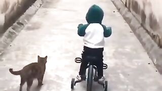 Cats Protect small children from dogs