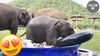 Top 10 Baby Elephant That Play
