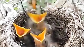 mother bird ( PART 2 )