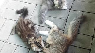 kitten suckling