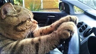 Funny animals - Funny cats dogs - Funny animal videos 3