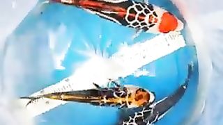 KOI Fish
