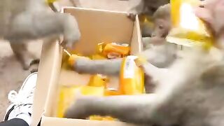 wow, monkey is amazing
