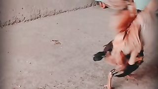Aseel Chick Fight together