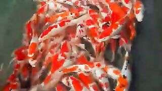KOI Fish 2