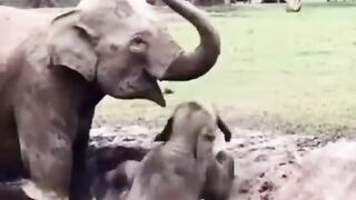 Cute Baby Elephant Naughty Funny Smiley Moments