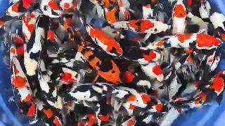 KOI Fish Sale