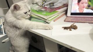 Funnycats 3